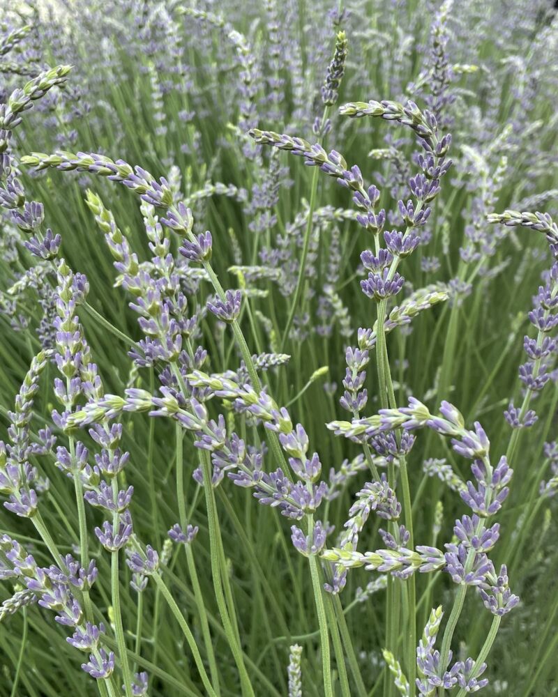 Flowering 'Phenomenal®' Lavender