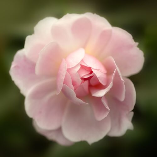 Pink blossom of Mary Delany rambling rose