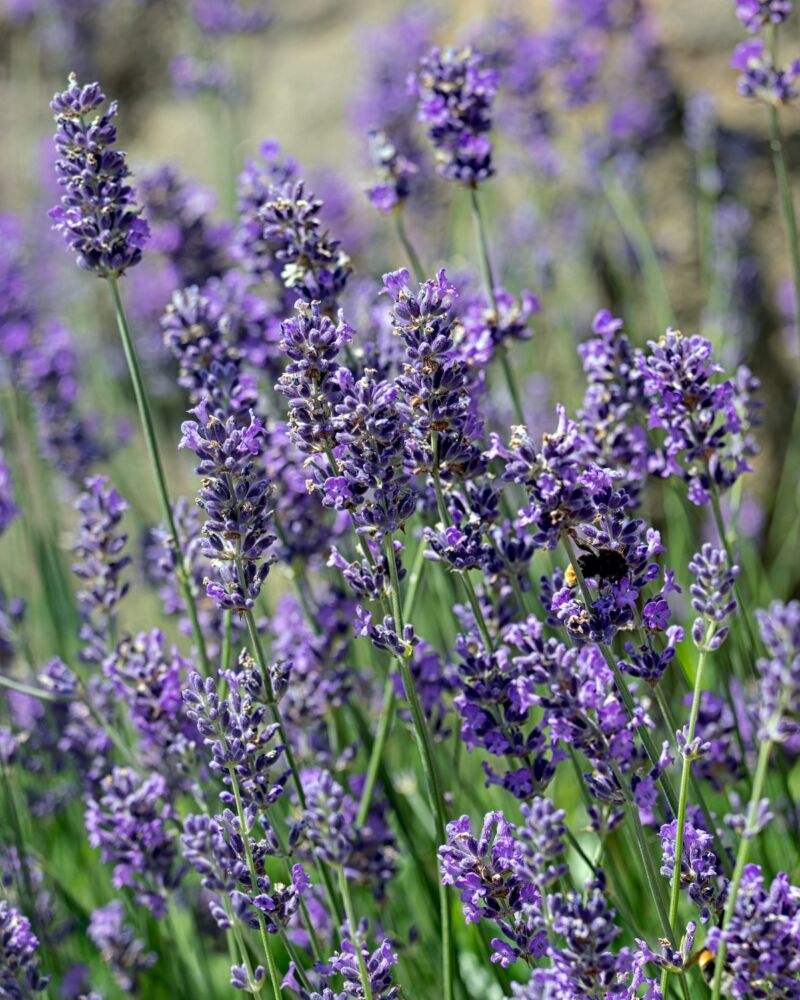 Flowering Munstead English lavender