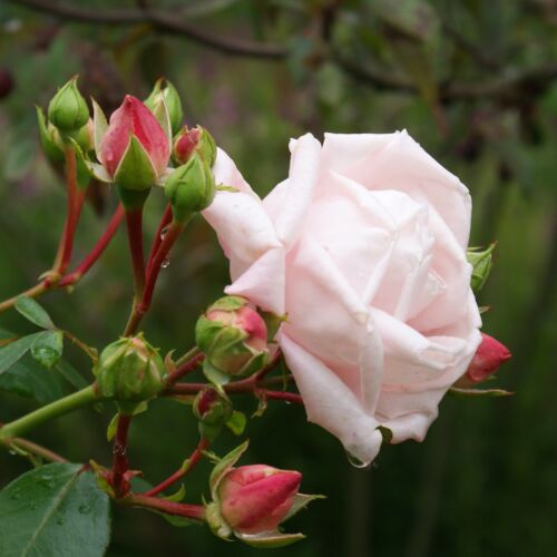 Pink flower and buds of New Dawn climbing rose