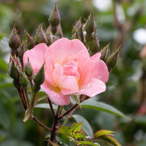 Pink Open Arms rambling rose blossom with cluster of buds.
