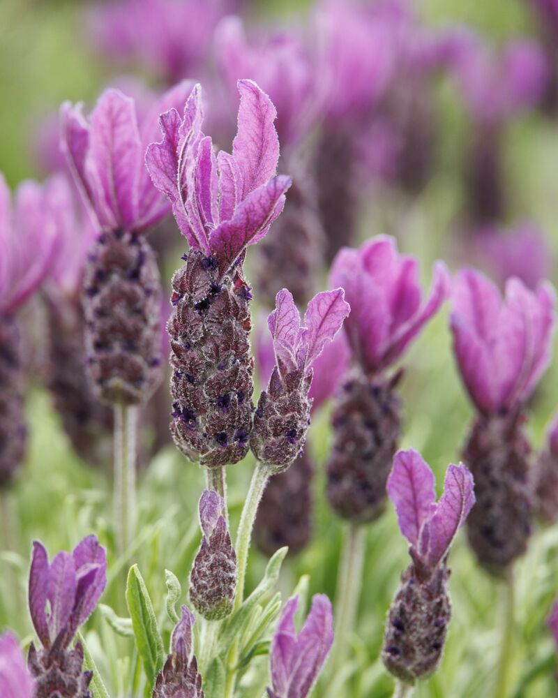 Flowers of Primavera Spanish Lavender with showy pinkish purple topknots.