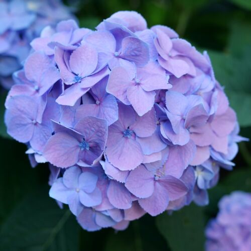Blue flowers of Proven Winners Let's Dance Sky View hydrangea