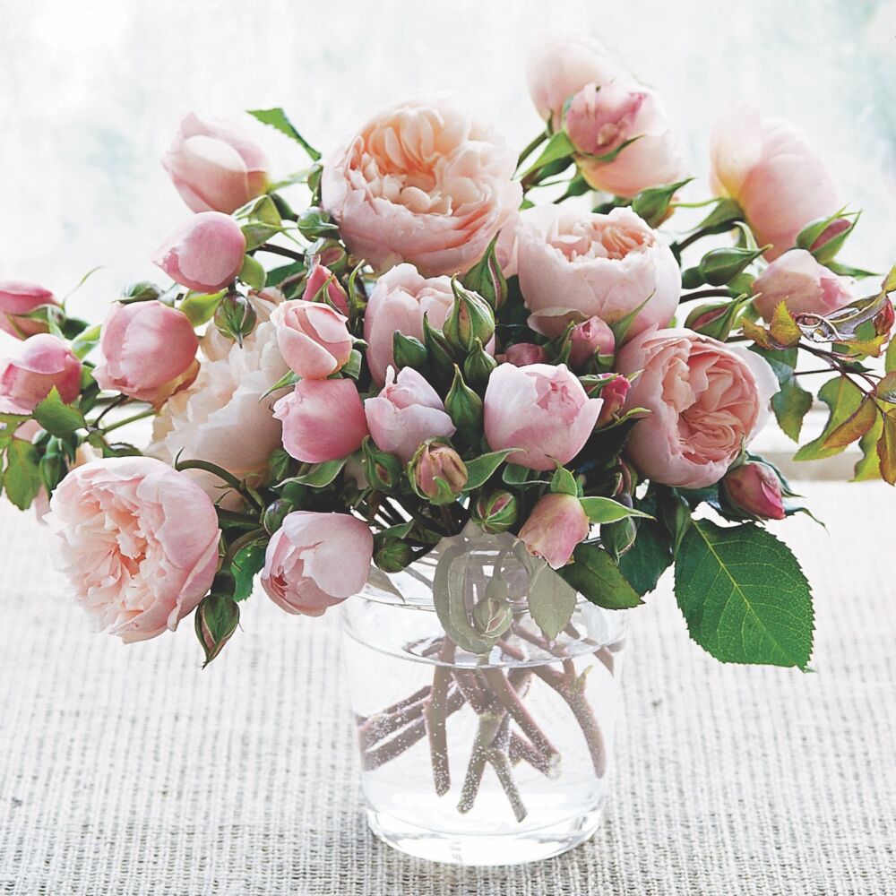 An arrangement of David Austin Rose's 'The Generous Gardener,' pink climbing rose