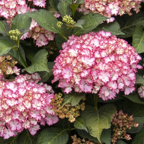 Pink and red-edged flowers of Seaside Serenade® Fire Island Hydrangea