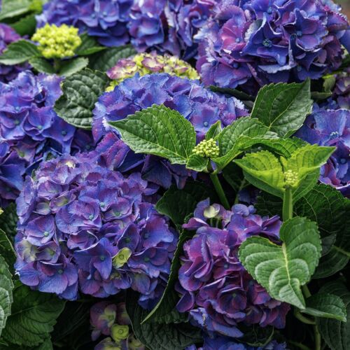 Violet-blue flowers of Seaside Serenade Newport hydrangea