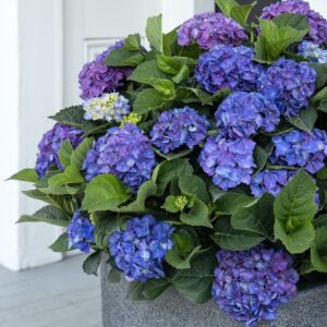 Blue and violet flowering Seaside Serenade Newport hydrangea.