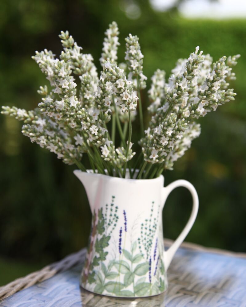 Pitcher filled with white flowering 'Exceptional™' lavender.