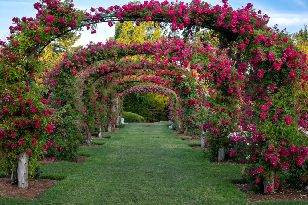 Arches full of tiny hot pink climbing roses line a green grassed park.