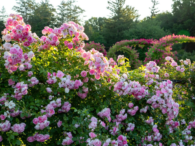 A bright morning sun hits a bed of light pink roses in a Connecticut garden.