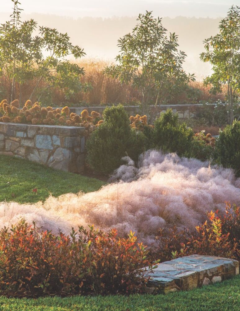 Fall garden with sweep of smoky, pink muhly grass and low shrubs with fall-colored leaves.