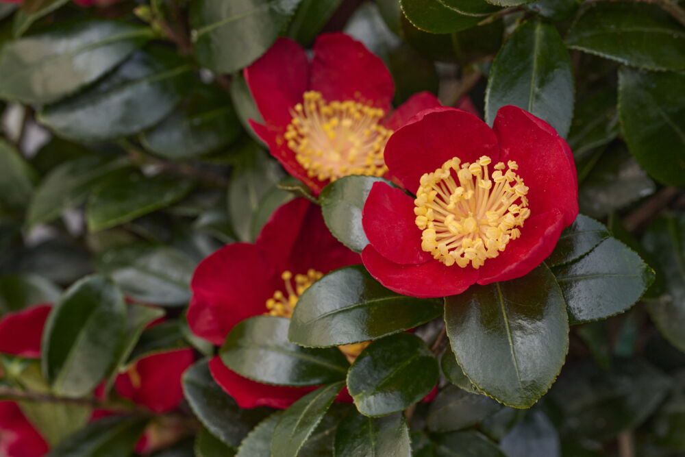 Red blooms with yellow centers hang on dark evergreen leaves.