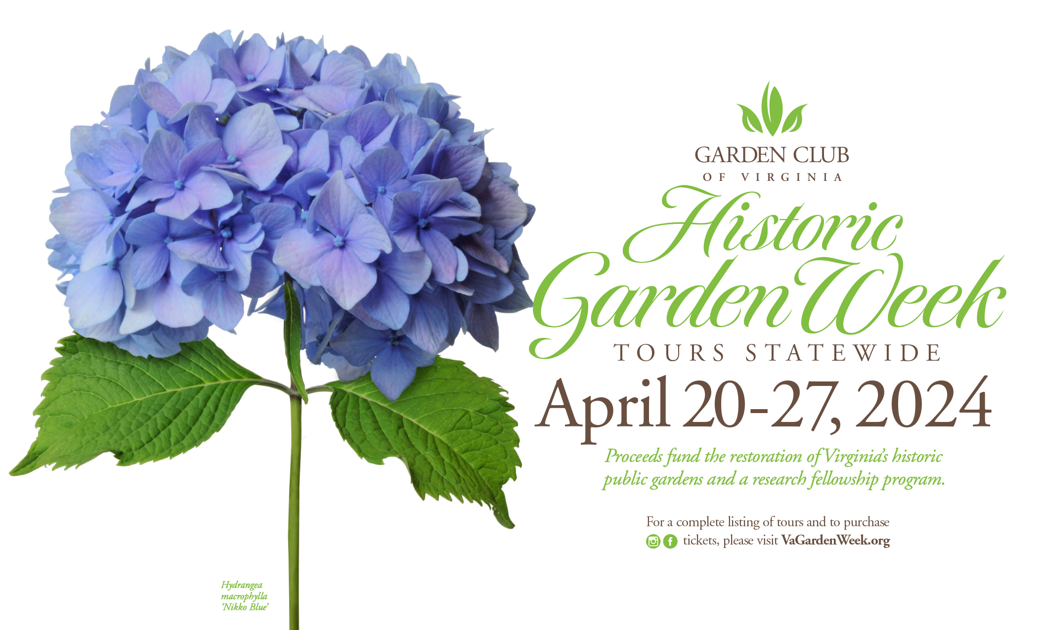 A blue hydrangea next to text about Virginia's Historic Garden Week.