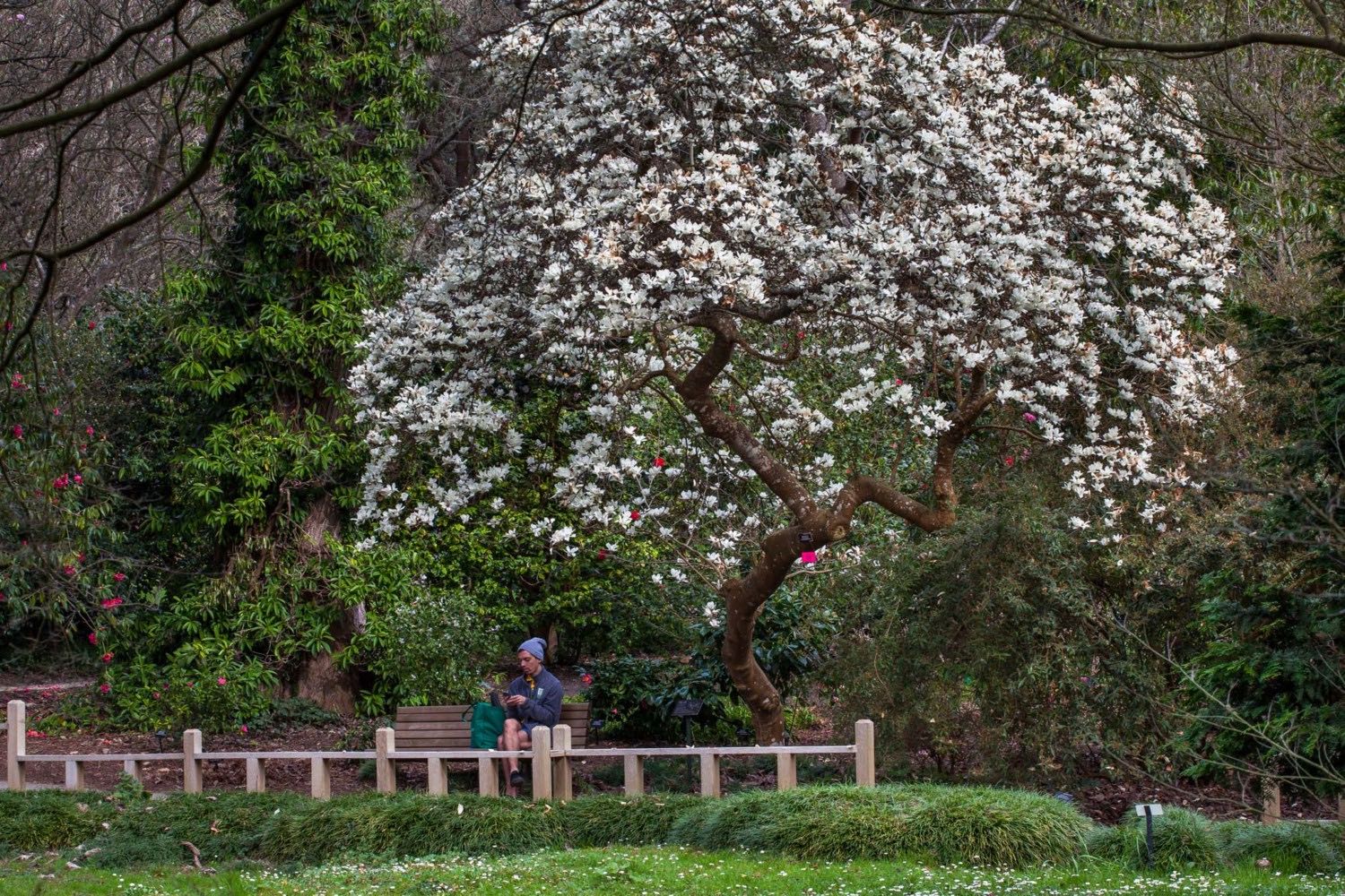 Man sitting on bench under white-flowering winter magnolia