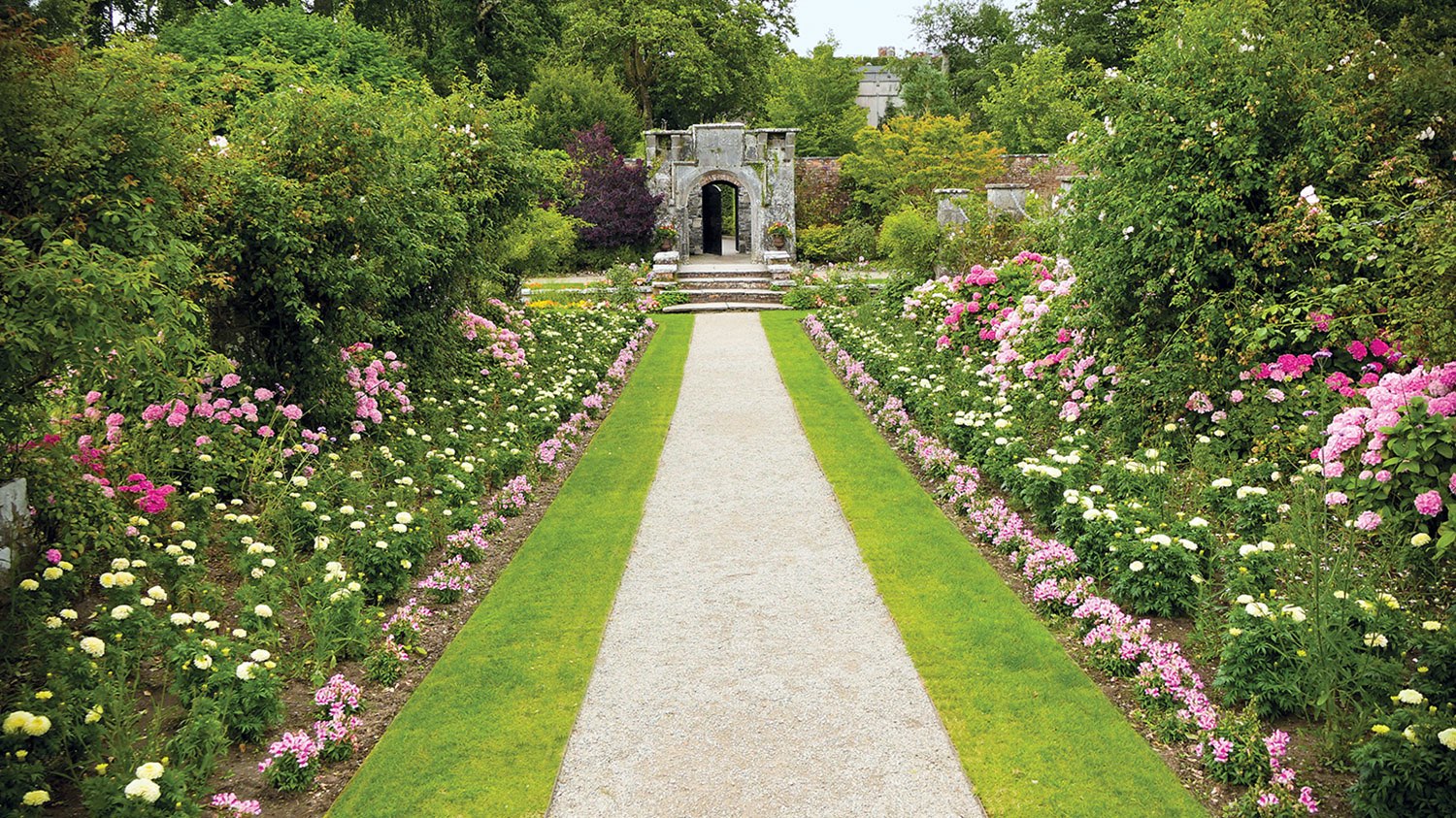 Photo of a narrow, straight gravel path leading to the garden wall. The path is lined on either side by a strip of grass, a row of low-growing pink flowers, a row of white roses, a row of taller light pink and hot pink roses, and finally a row of various taller shrubs, some flowering.