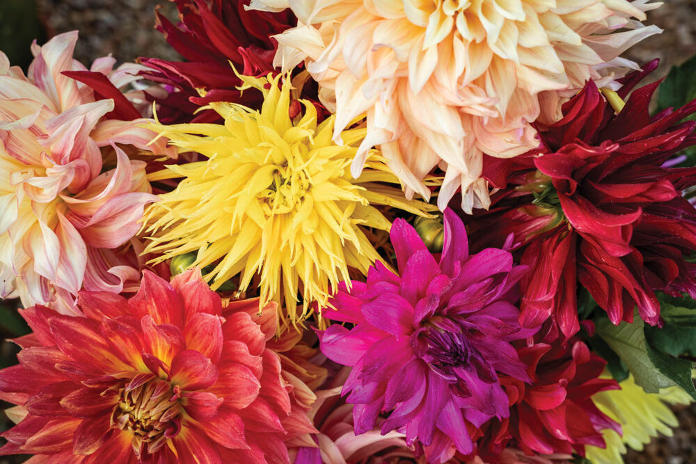 Multi-colored cut dahlia blooms lay on a table.