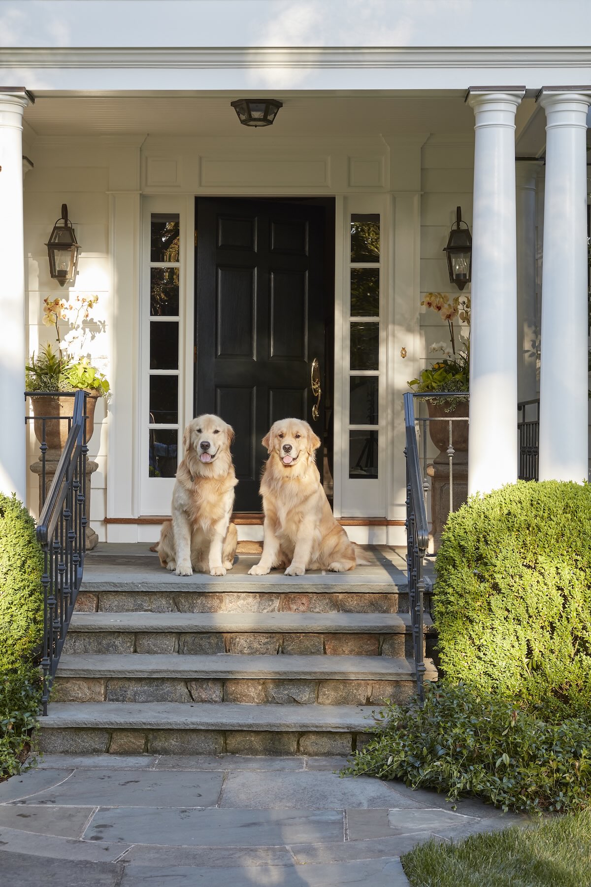 Dogs sitting patiently on a porch.