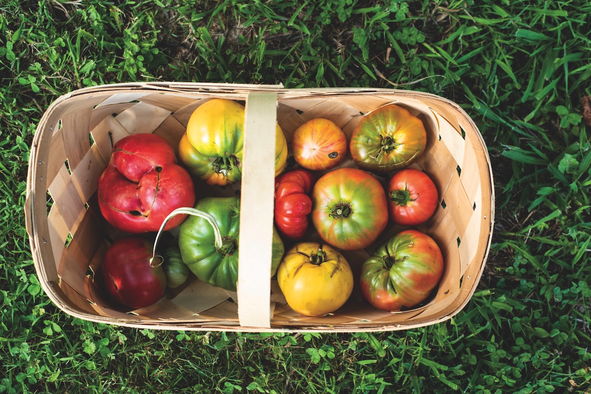 Tomatoes in a basket.