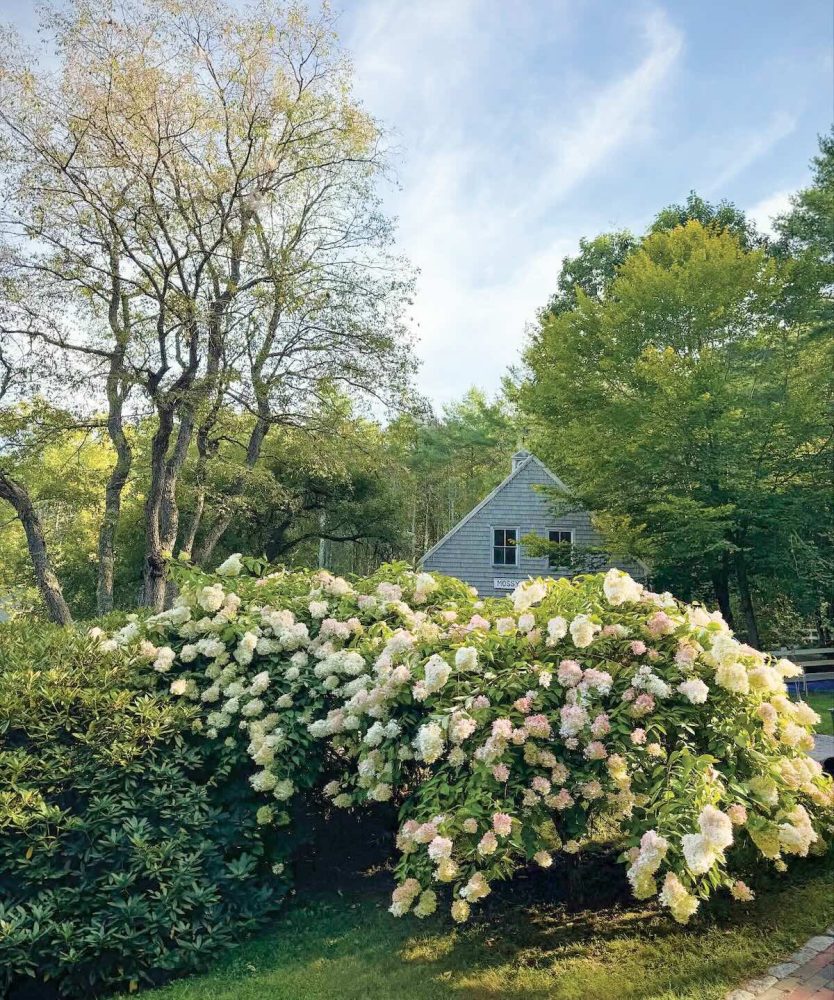 Peegee hydrangeas in full bloom with a grey farmhouse in the background.