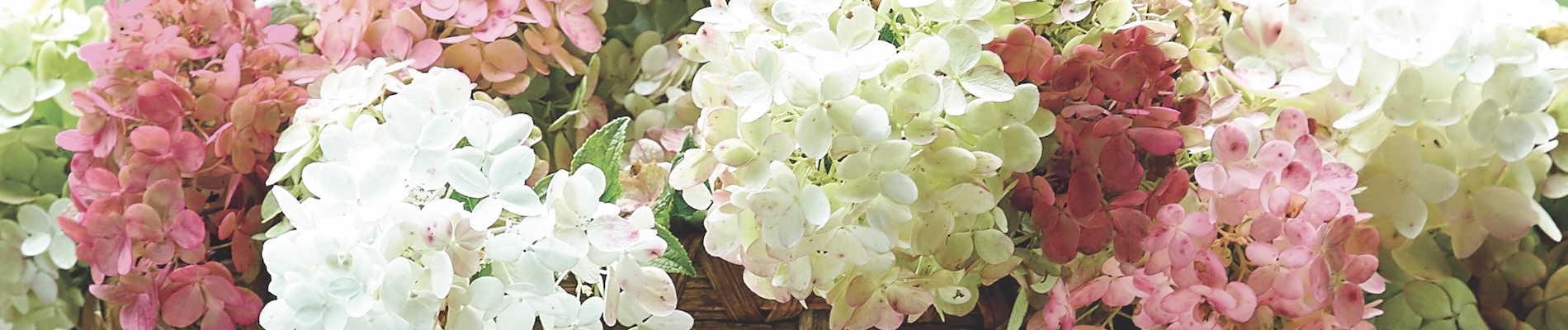 flowers of Fire Light hydrangea, 2026 Flower of the Year