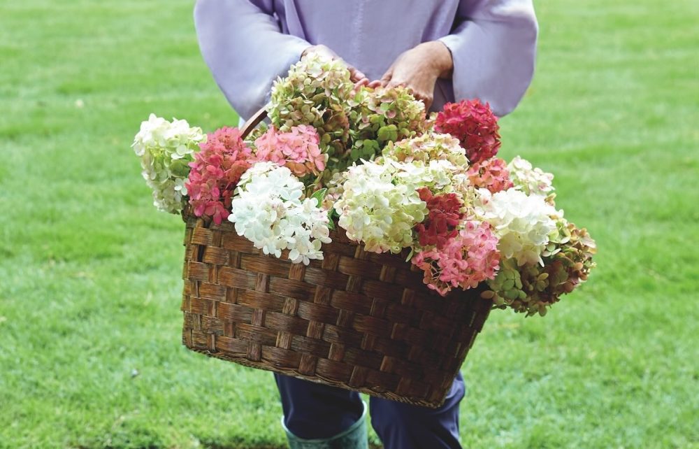 Basket of Fire Light panicle hydrangeas