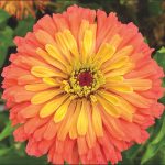 'Prairie Peach' zinnia