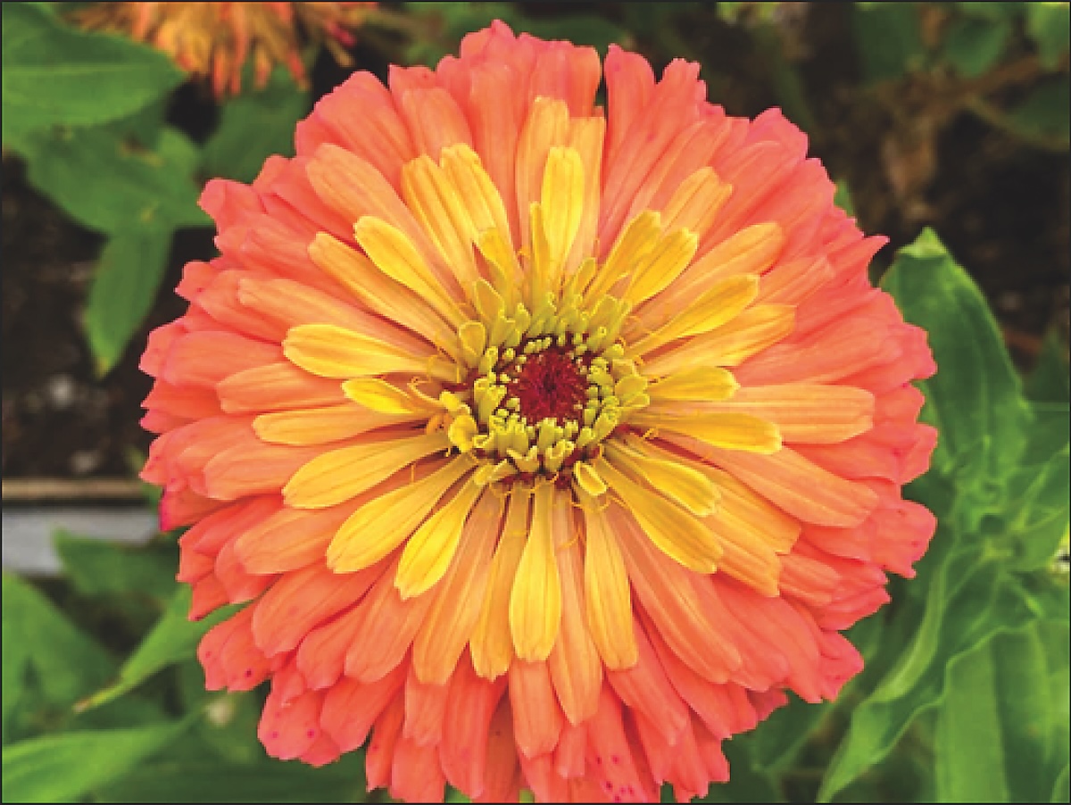 Flourishing on the Farm - Flower Magazine