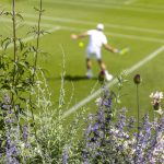 A view of the flowers at the Aorangi Practice Courts as players practice in the background ahead of The Championships