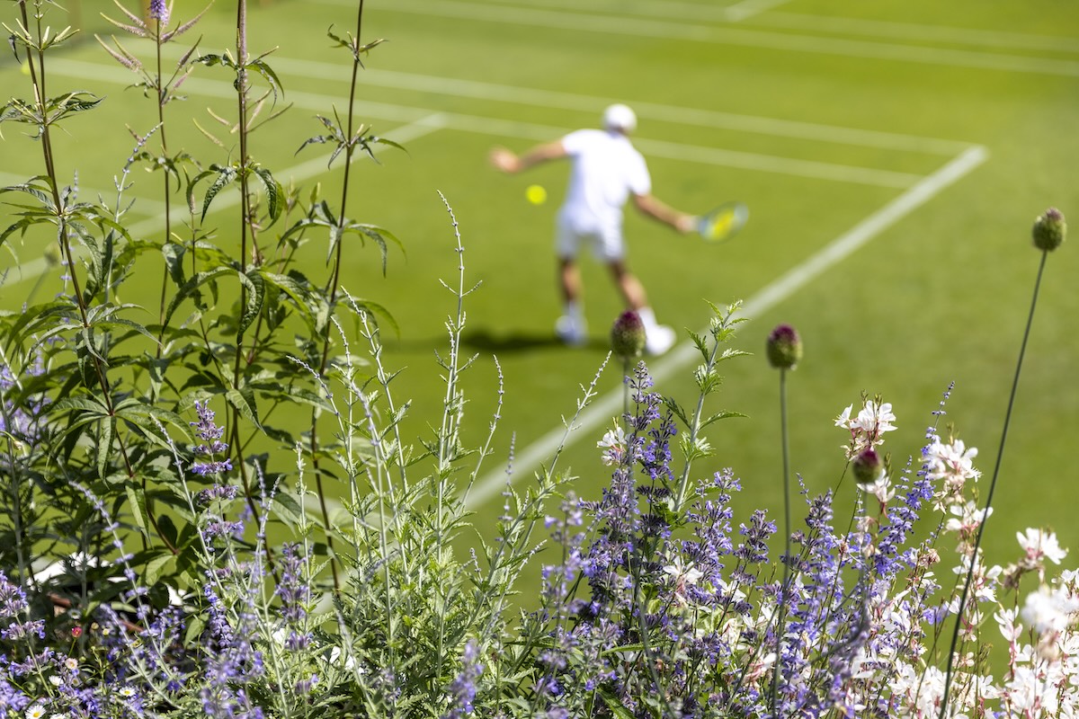 A view of the flowers at the Aorangi Practice Courts as players practice in the background ahead of The Championships