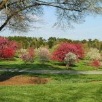 crabapple collection with an old willow oak at left