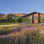 House in front of distant Atlas Peak is softened by a blanket of gaura and verbena with Italian cypress trees serving as accents.