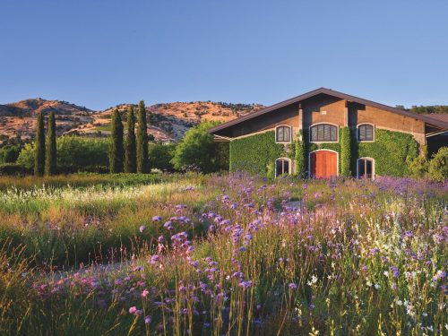 House in front of distant Atlas Peak is softened by a blanket of gaura and verbena with Italian cypress trees serving as accents.