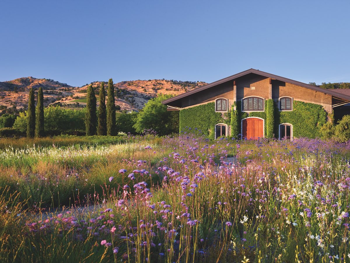 House in front of distant Atlas Peak is softened by a blanket of gaura and verbena with Italian cypress trees serving as accents.